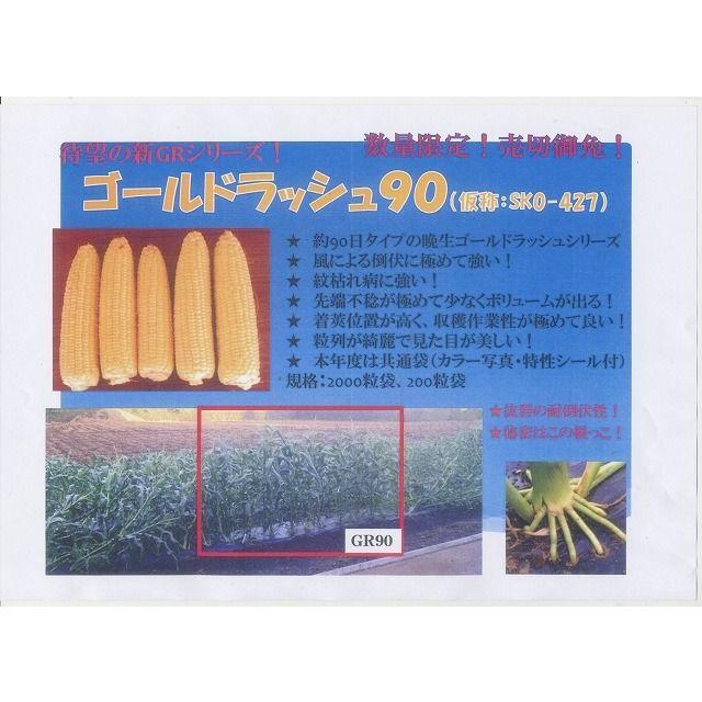 サカタのタネ（サカタノタネ） とうもろこし ゴールドラッシュ90 約55