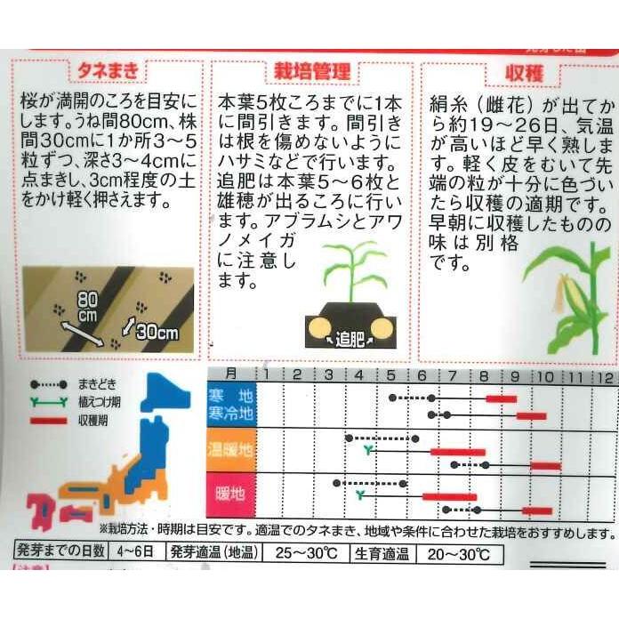 サカタのタネ（サカタノタネ） とうもろこし ゴールドラッシュ90 約55