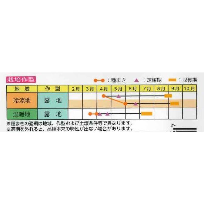かぼちゃ 栗てまり 8ml(約16粒) 雪印種苗（株） : グリーンロフト