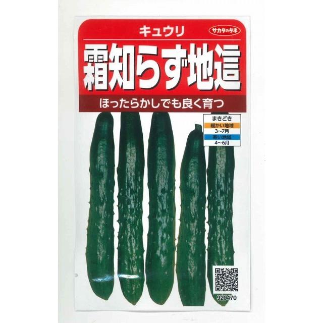 サカタのタネ（サカタノタネ） きゅうり 霜知らず地這 約50粒 （株