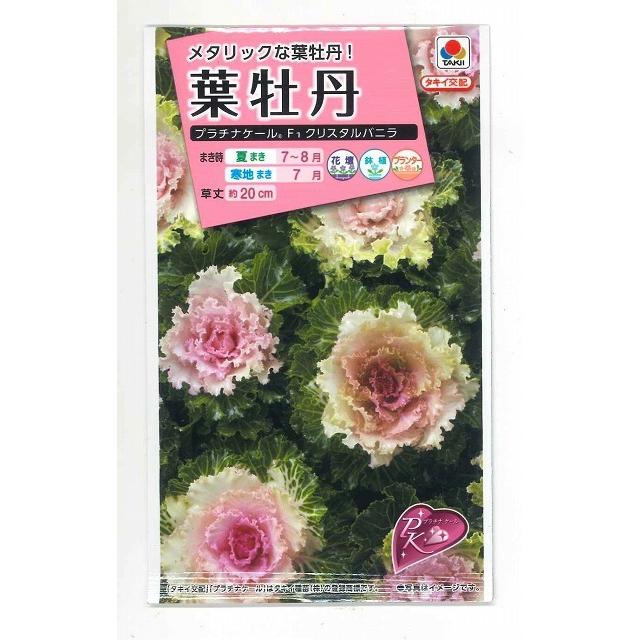 花の種 葉牡丹 プラチナケール クリスタルバニラ 約粒 タキイ種苗 ｎｌ300 グリーンロフトネモト 通販 Yahoo ショッピング