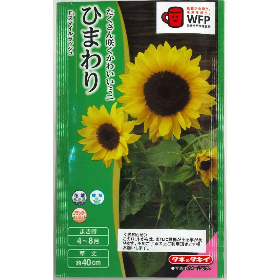 花の種 ひまわり スマイルラッシュ (約20粒)タキイ種苗（株）(NL300