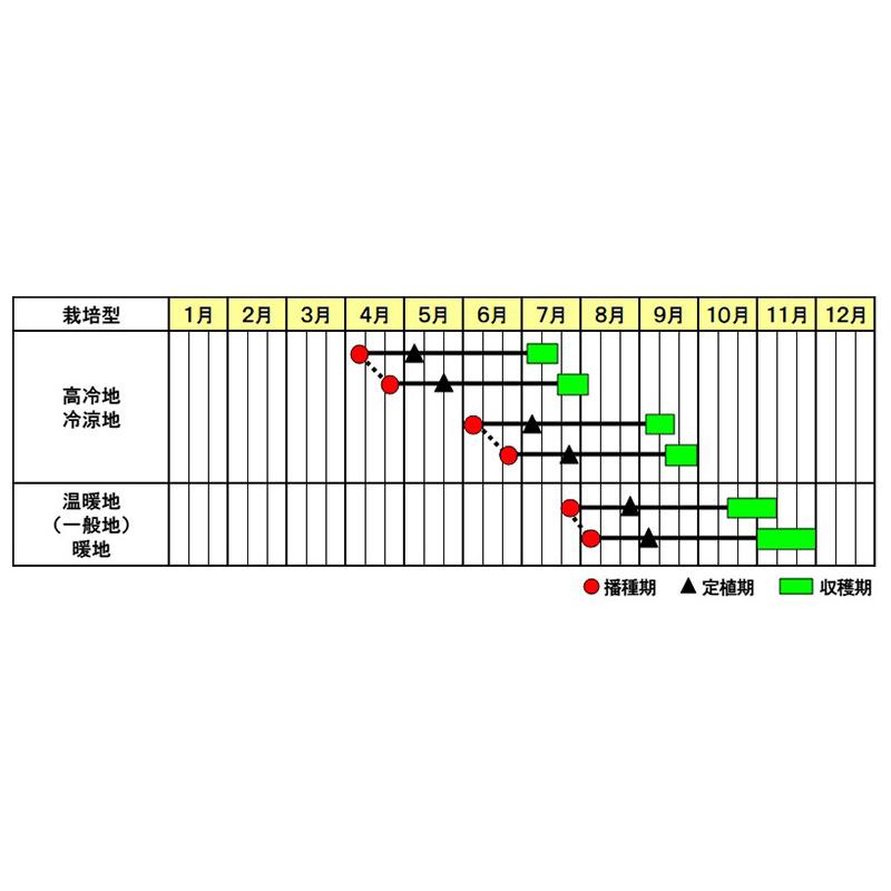 サカタのタネ（サカタノタネ） ブロッコリー アーリーキャノン 2000粒