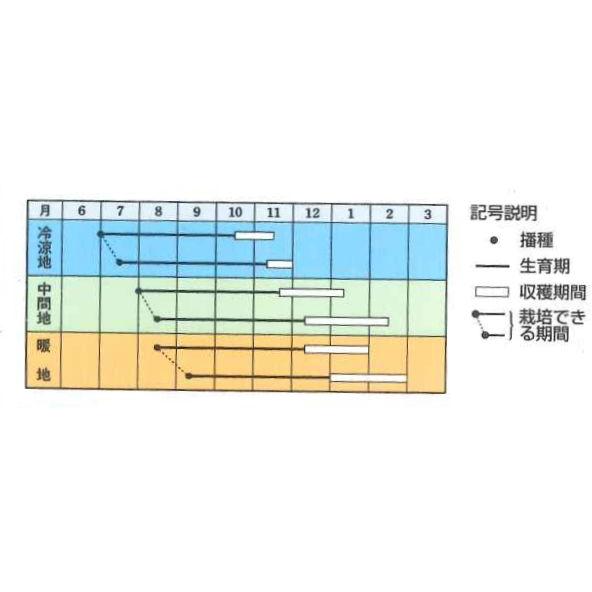 人参 冬ちあき ペレット種子L 1万粒 タキイ種苗（株） : グリーン