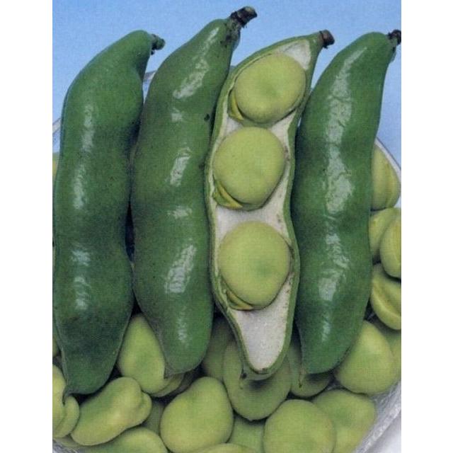 そら豆 三連 小袋(約7粒) タキイ種苗（株）RF : グリーンロフトネモト