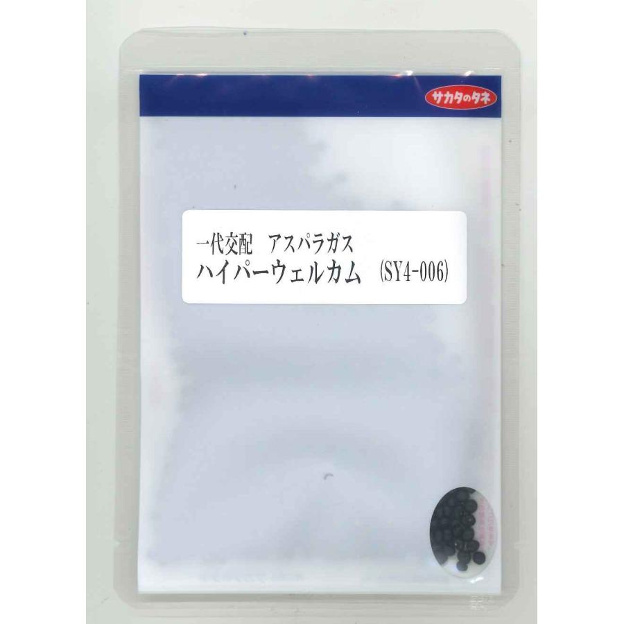 アスパラガス ウェルカムAT 1000粒×2袋 サカタのタネ（サカタノタネ） アスパラガス ハイパーウェルカム 1000