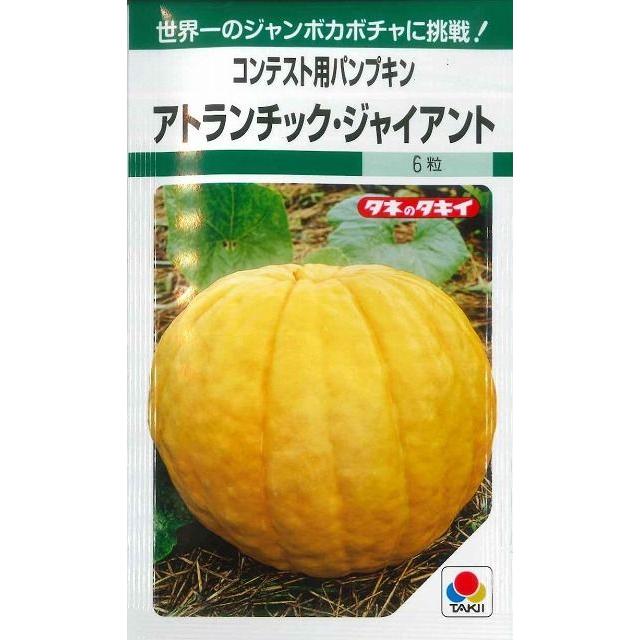 かぼちゃ アトランチック・ジャイアント(コンテスト用) 5粒 タキイ種苗