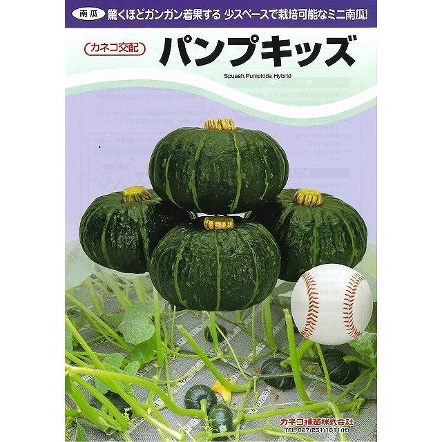 かぼちゃ ミニカボチャ パンプキッズ 500粒 カネコ種苗（株
