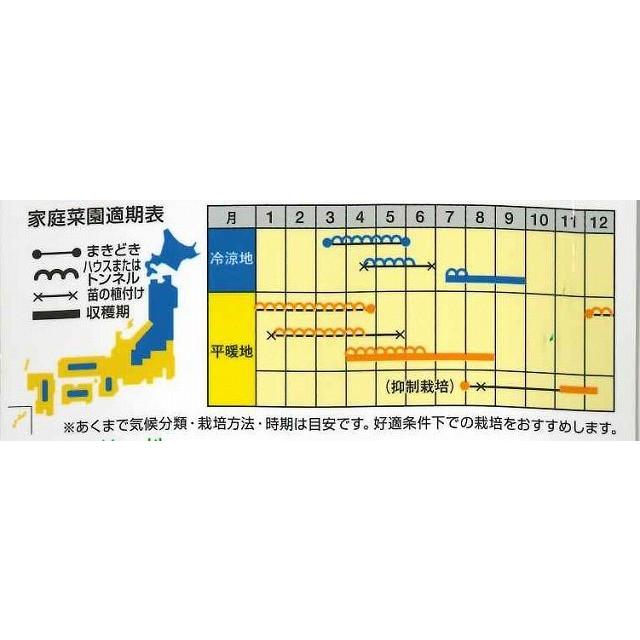 かぼちゃ 特濃こふき5.6 500粒 ナント種苗（株） : グリーンロフト