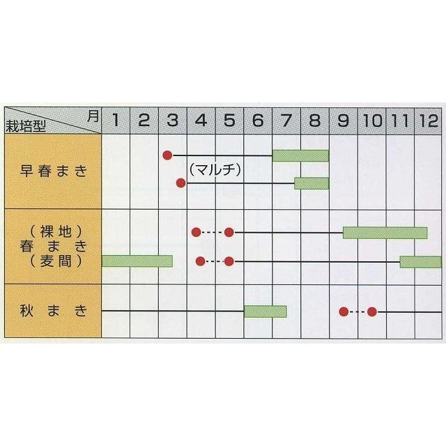 牛蒡 みとよ白肌 1L （株）サカタのタネの画像