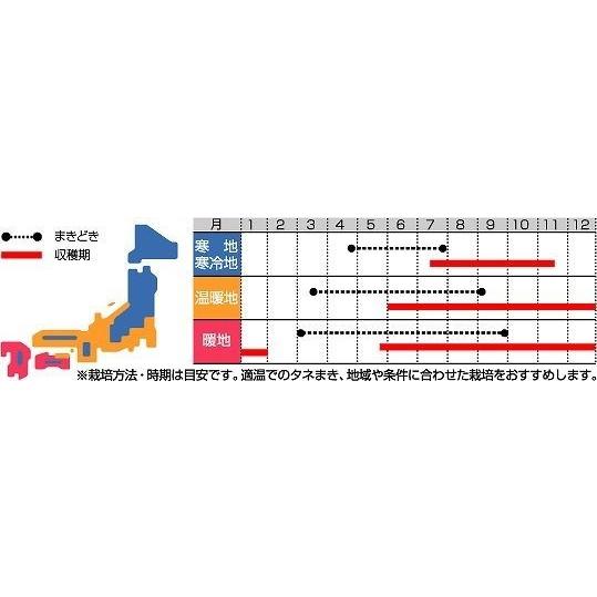 牛蒡 ダイエット 1L （株）サカタのタネの画像