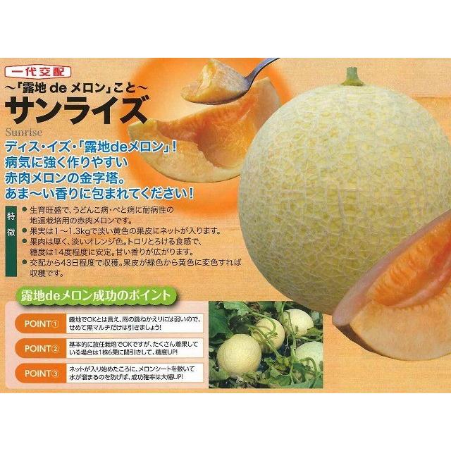 メロン サンライズ 6粒 ナント種苗（株） : グリーンロフトネモト