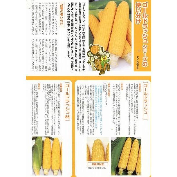 サカタのタネ（サカタノタネ） とうもろこし ゴールドラッシュ 200粒