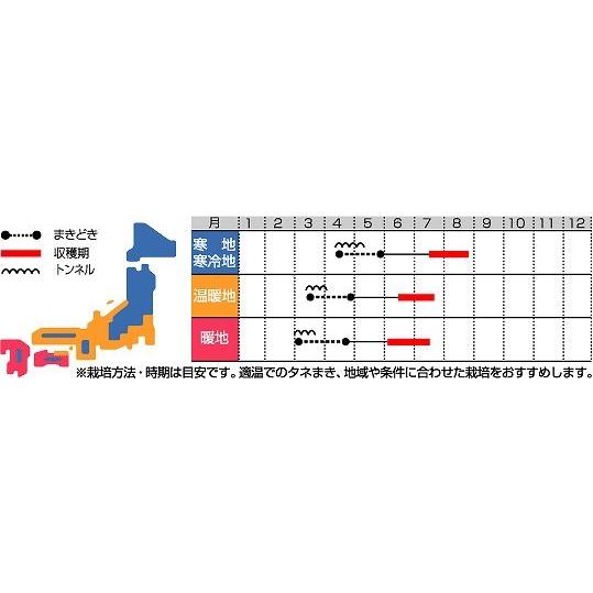 とうもろこし　ゴールドラッシュ　200粒　（株）サカタのタネ｜green-loft｜04