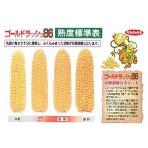 サカタのタネ とうもろこし ゴールドラッシュ 2000粒 : グリーン サカタのタネ とうもろこし ゴールドラッシュ 2000粒 : グリーン