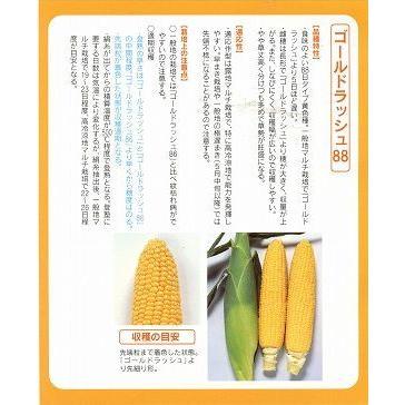 ゴールドラッシュ　とうもろこし種子 農家　サカタのタネ2000粒　2袋 green-loft_708303