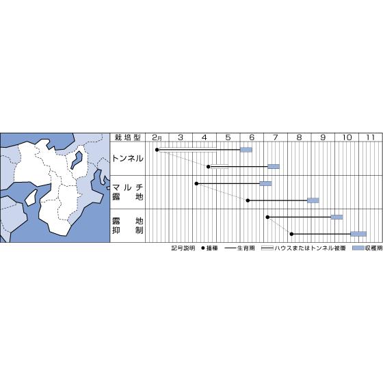 とうもろこし おひさまコーン88 200粒 タキイ種苗（株） : グリーン