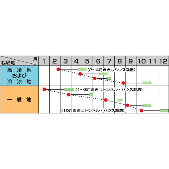 チンゲンサイ種 武帝チンゲンサイ 2dl （株）サカタのタネの画像