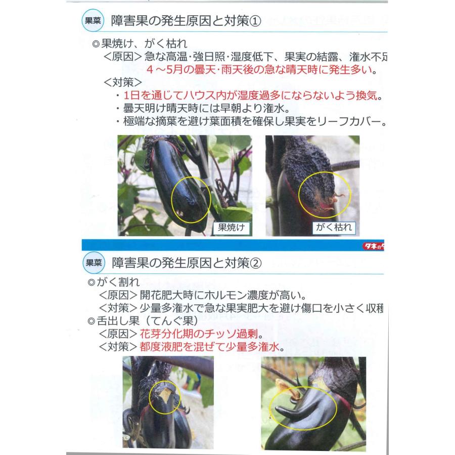 なす PC鶴丸 1000粒 タキイ種苗（株） : グリーンロフトネモト - 通販