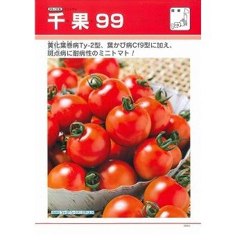 トマト ミニトマト 千果99 12粒 タキイ種苗 （株）DF : グリーンロフト
