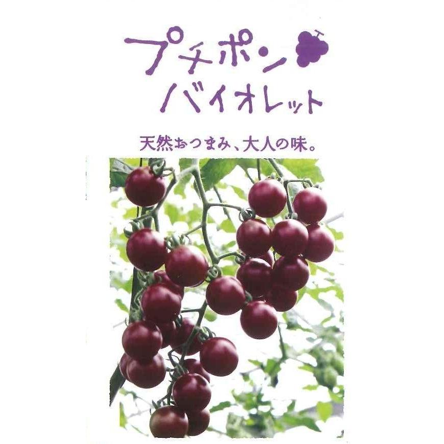 トマト　プチポンバイオレット　8粒　パイオニアエコサイエンス　｜green-loft｜02