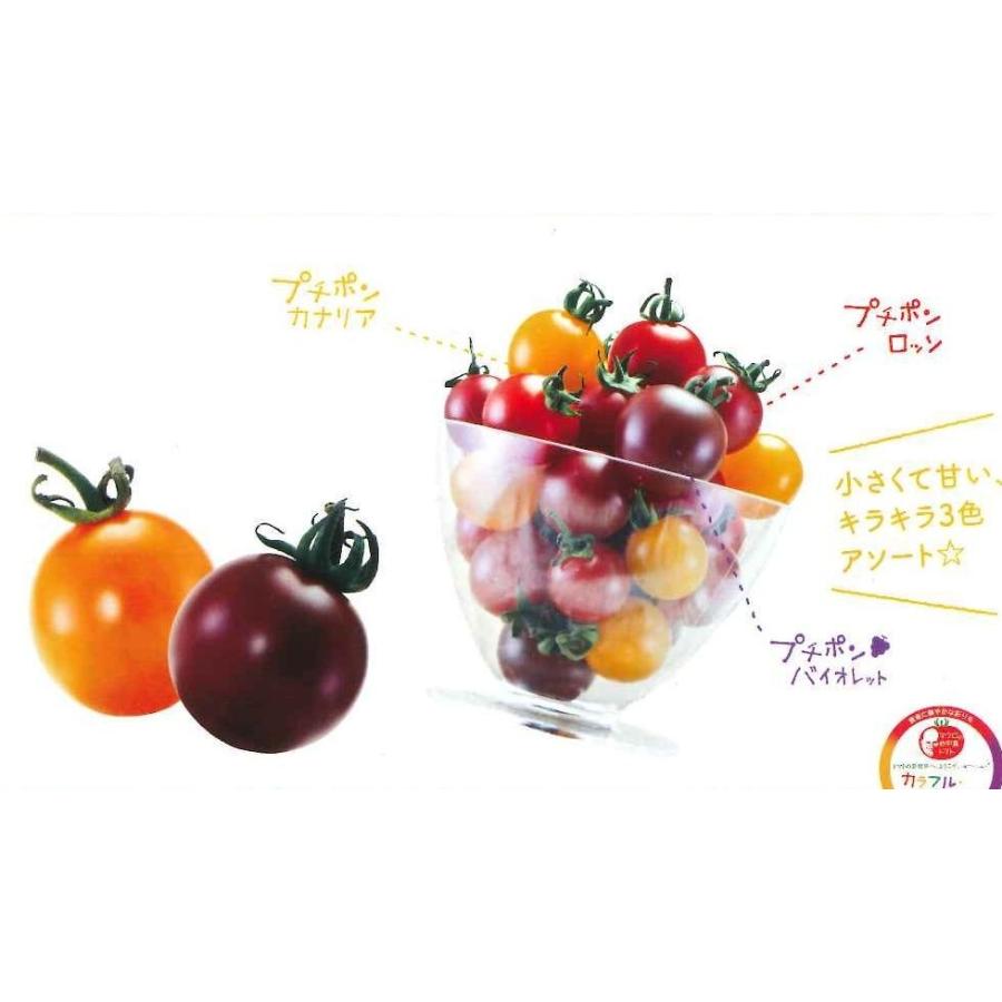 トマト　プチポン　カナリア　8粒　パイオニアエコサイエンス　｜green-loft｜05