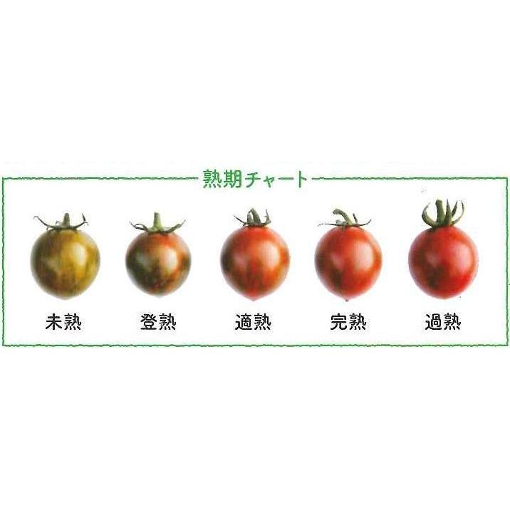 ミニトマト ブラッディタイガー 8粒 サナテックシード（株