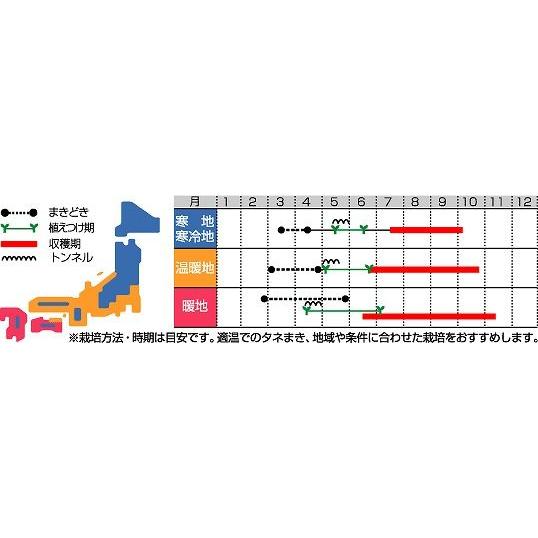 大玉トマト サンロード 20ml_2