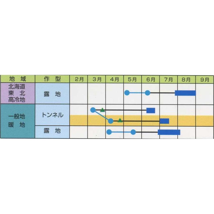 最旬トレンドパンツ最旬トレンドパンツ枝豆 恋姫 70ml (およそ120粒)雪印種苗 根菜、豆類、もやし カブ 種 たね 尾張大丸かぶ 1袋(10ml) 蕪 野菜たね YTC30
