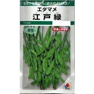 枝豆 江戸緑枝豆 35ml タキイ種苗（株） GF : グリーンロフトネモト