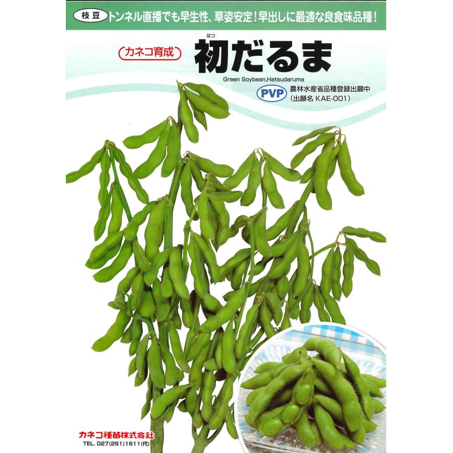 枝豆 初だるま 100粒 カネコ種苗（株） : グリーンロフトネモト - 通販