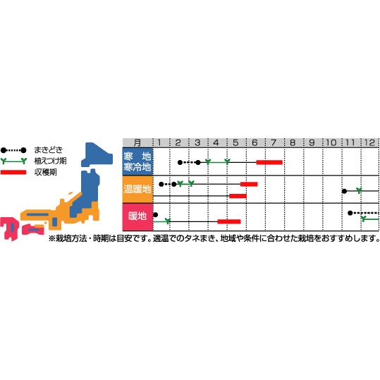 そら豆 駒栄 1L(約260粒) （株）サカタのタネの画像