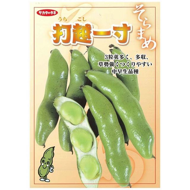 サカタのタネ（サカタノタネ） そら豆 打越一寸 1L(約220粒) （株