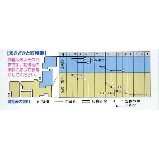 からしな コーラルリーフフェザー 20ml タキイ種苗（株） : グリーン