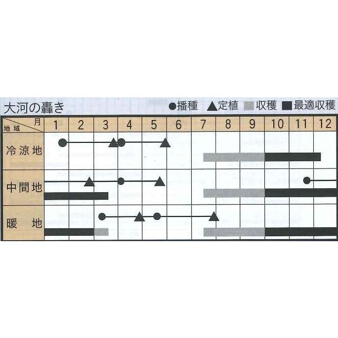 ねぎ 大河の轟き 5ml 裸種子(約675粒) トキタ種苗 : グリーンロフト