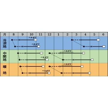 レタス Dブロウ ペレット5千粒 タキイ種苗（株）の画像