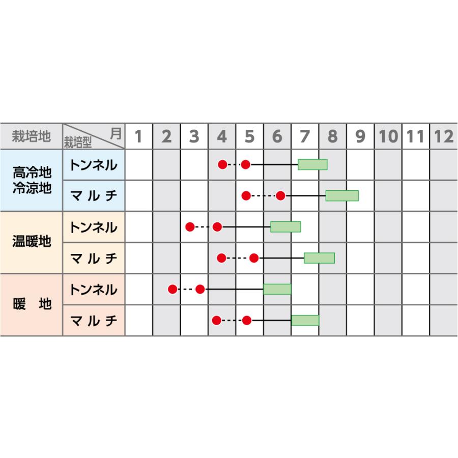 サカタのタネ（サカタノタネ） とうもろこし ゆめのコーンビッグ85
