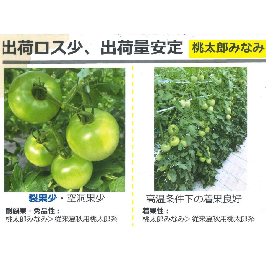 大玉トマト 桃太郎みなみ 1000粒 タキイ種苗（株） : グリーンロフト