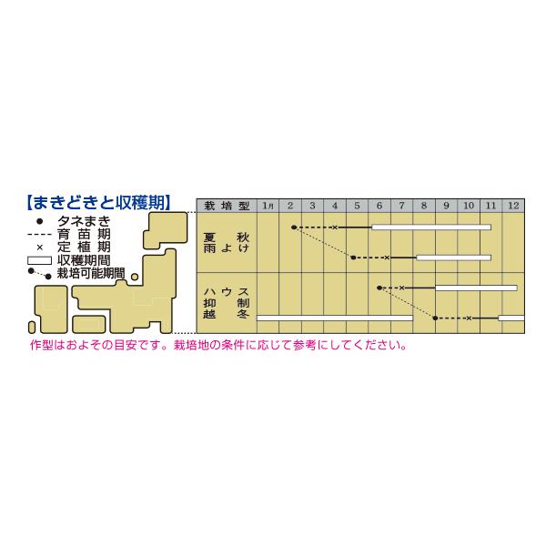 ミニトマト サマー千果 1000粒 タキイ種苗（株） : グリーンロフト
