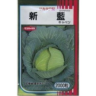 サカタのタネ（サカタノタネ） キャベツ 新藍 2000粒（株） : グリーン