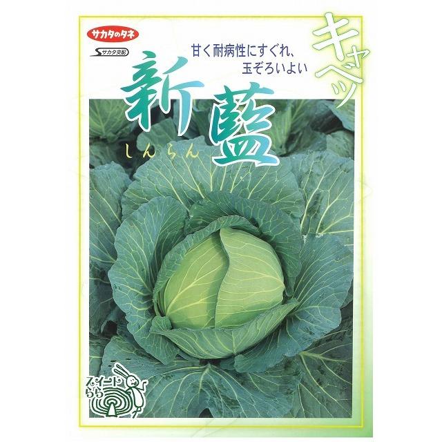 サカタのタネ（サカタノタネ） キャベツ 新藍 2000粒（株） : グリーン