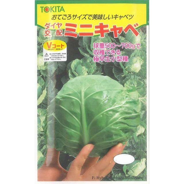 キャベツ ミニキャベ 20ml トキタ種苗 : グリーンロフトネモト - 通販