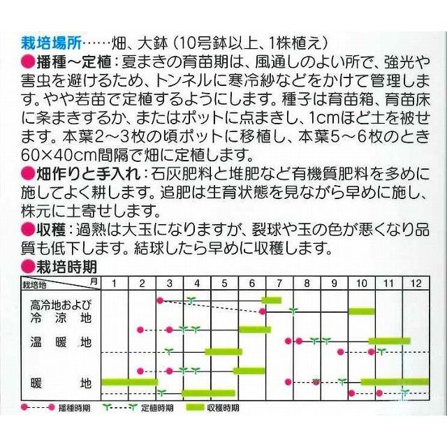 キャベツ  金系201号    約65粒　（株）サカタのタネ　実咲400｜green-loft｜02