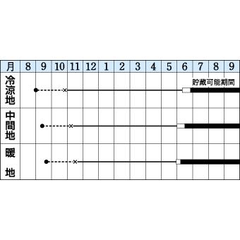 種子 玉葱 猩々赤 タキイ交配 絶品 6 5ml