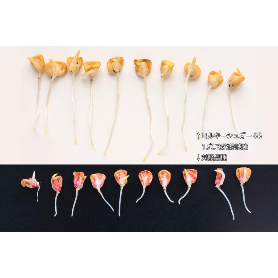 とうもろこし ミルキーシュガー 85(2000粒) トキタ種苗 : グリーン
