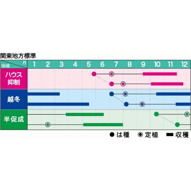 大玉トマト はれぞら1000粒 ヴィルモランみかど（株）_1