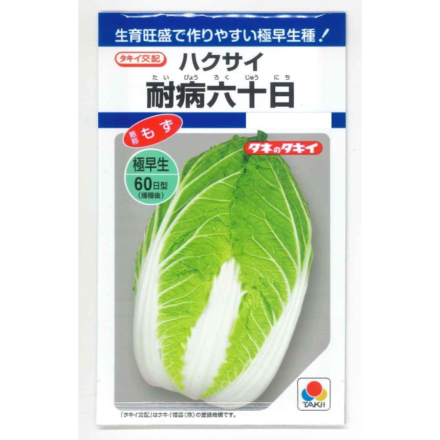 白菜 耐病六十日 2.2ml (約390粒) タキイ種苗 (株) DF : グリーン