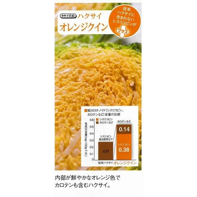 送料無料！白菜　オレンジクイン　5000粒　タキイ種苗（株）｜green-loft｜03