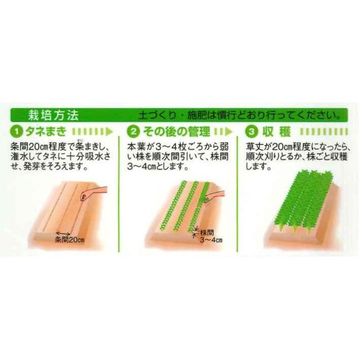 みツ葉 ミツバ 白茎三ツ葉 (関東系)4ml (約780粒)タキイ種苗 (株)MF