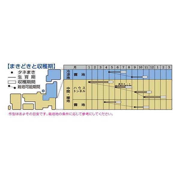 ミツバ 白茎三ツ葉 (関東系)4ml (約780粒)タキイ種苗 (株)MF